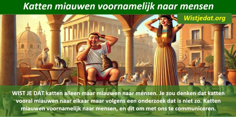 Katten leuke weetjes, wist je datjes en handige TIPS